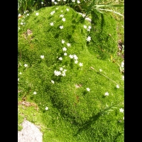 Arenaria Rosani (fam Caryophyllacees) (Europe meridionale) (03)